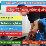 Cây để trong nhà vệ sinh